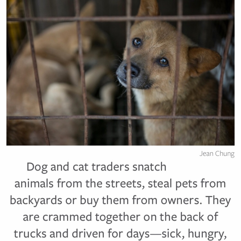🤬STOP YULIN🤬 - Picture 5 of 8